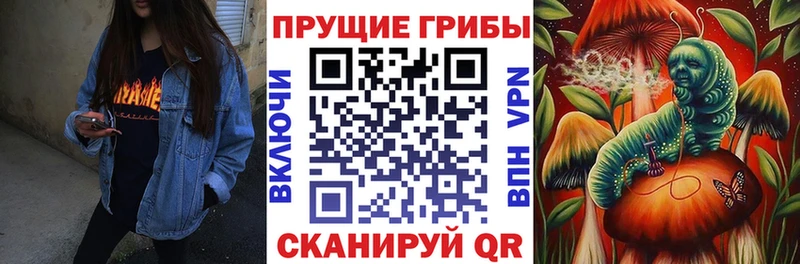 Купить где  Салаир  Псилоцибиновые грибы Psilocybe 